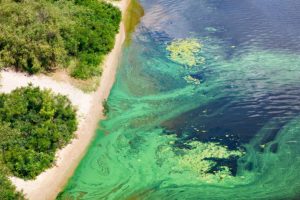 有害的藻类爆发及其对水生生物、人类的影响
