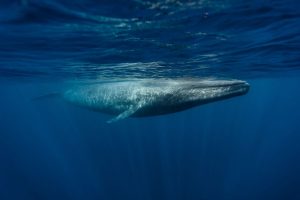 声音揭示了巨大的蓝鲸随着风跳舞来寻找食物:研究