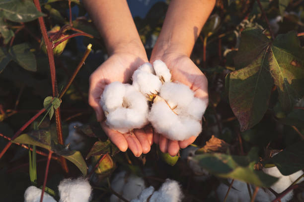 2022年世界棉花日:历史、意义、主题、用途、效益