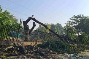 海得拉巴:电动方程式赛道的树木砍伐引起了市民的关注